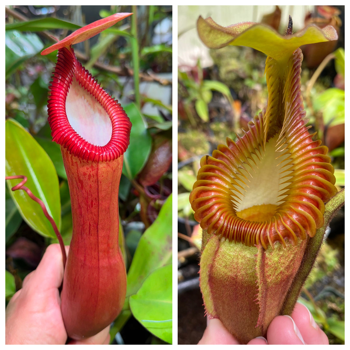 Seed - Nepenthes (ventricosa x edwardsiana) x villosa #2 9-2026