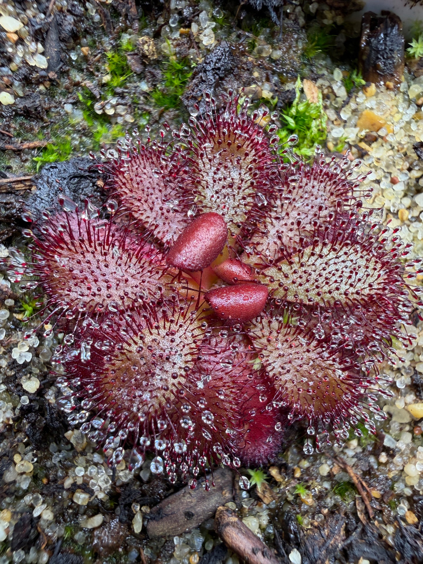 Drosera hamiltonii