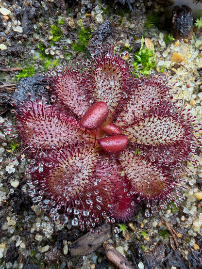 Drosera hamiltonii