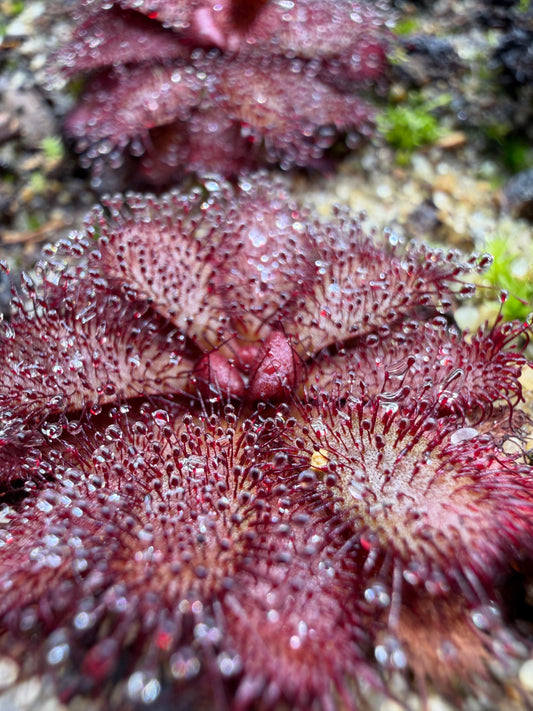 Drosera hamiltonii