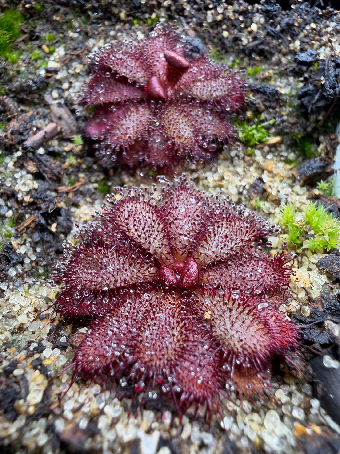 Drosera hamiltonii