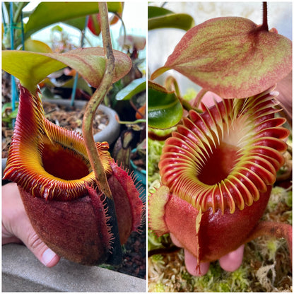Nepenthes kinabaluensis (villosa x rajah) x villosa (Seed Grown)