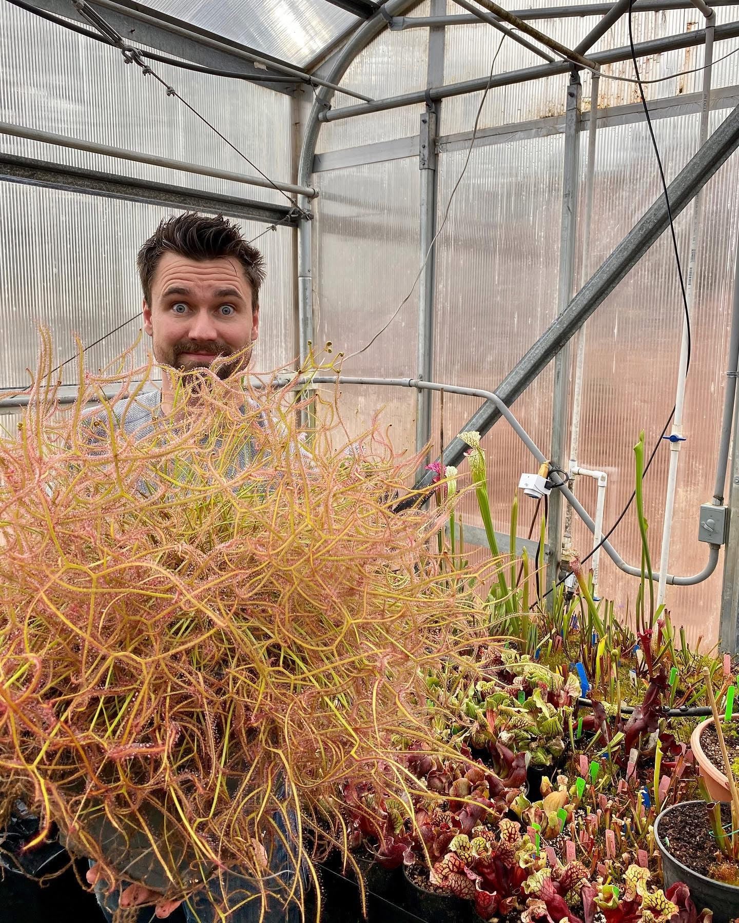 Drosera binata ‘Marston Dragon’ - Medium Sized Carnivorous Plant (Shipped Bare-Root)