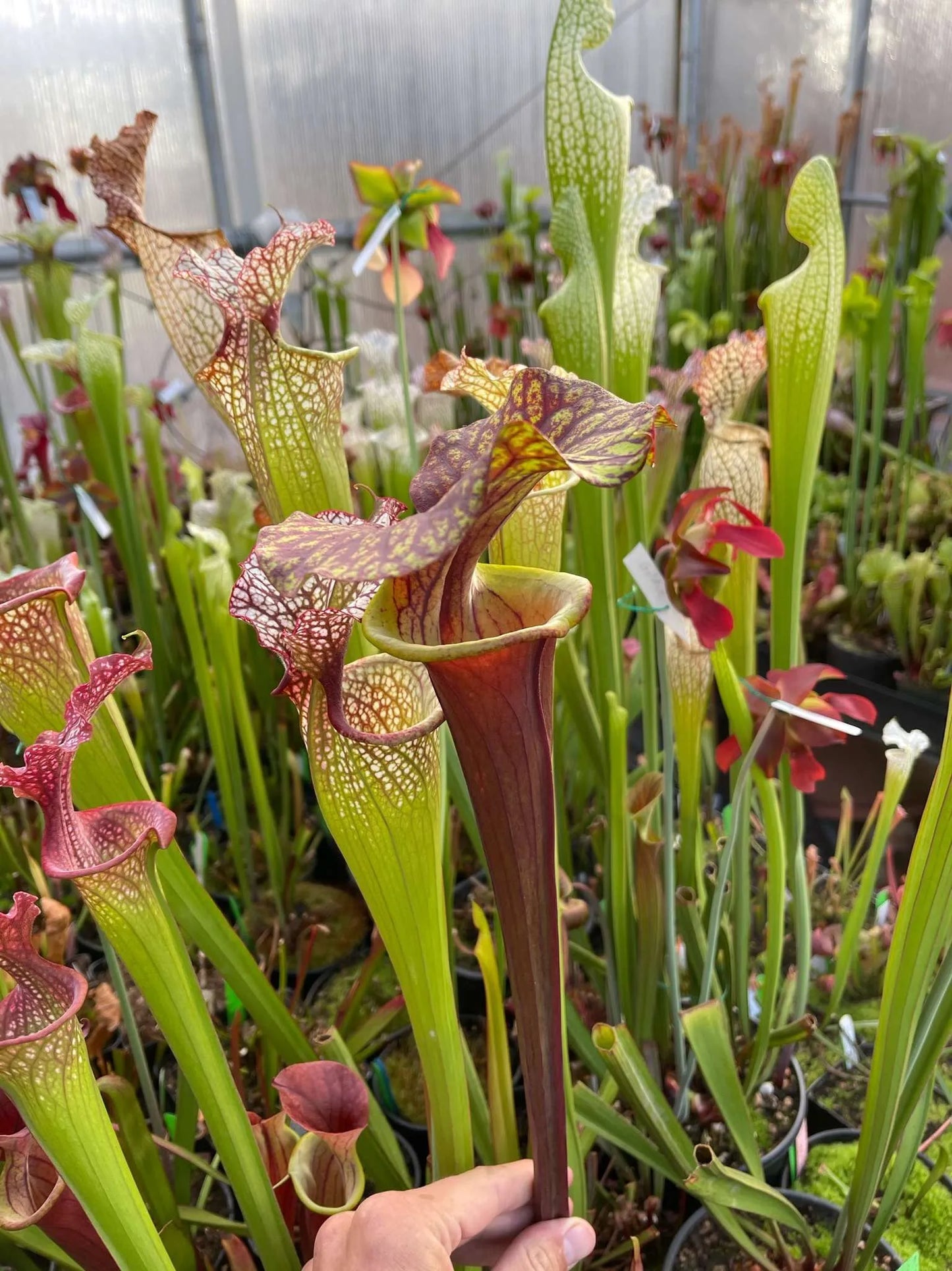 Sarracenia flava PRT (Phil’s Red Tube)