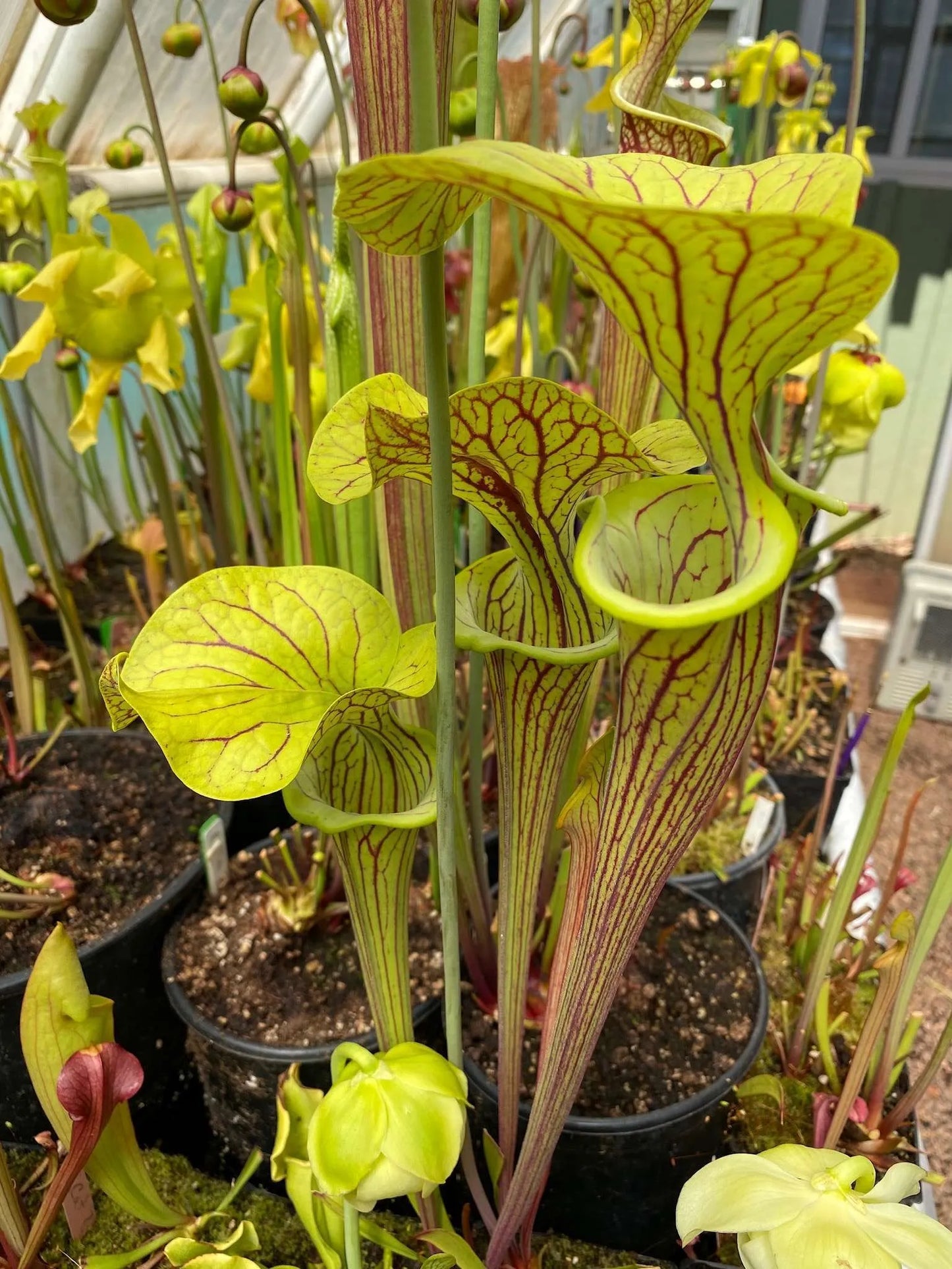 Sarracenia flava Huge Lid Heavy Veins