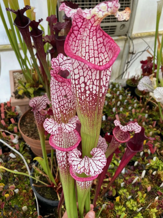 Sarracenia leucophylla MK L18 Giant Pink Lip Aplalachicola FL