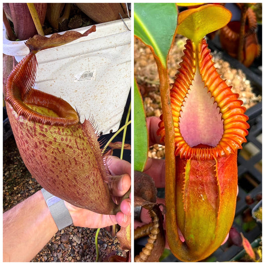 Seed - Nepenthes mira x macrophylla Pablo F. 10-2026