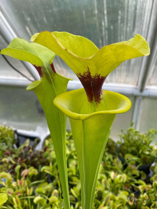 Sarracenia flava MK F18 var rugelii Giant Robust Clone