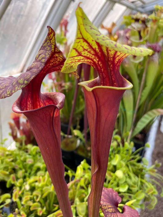 Sarracenia flava MK F136 var atropurpurea Apalachicola FL