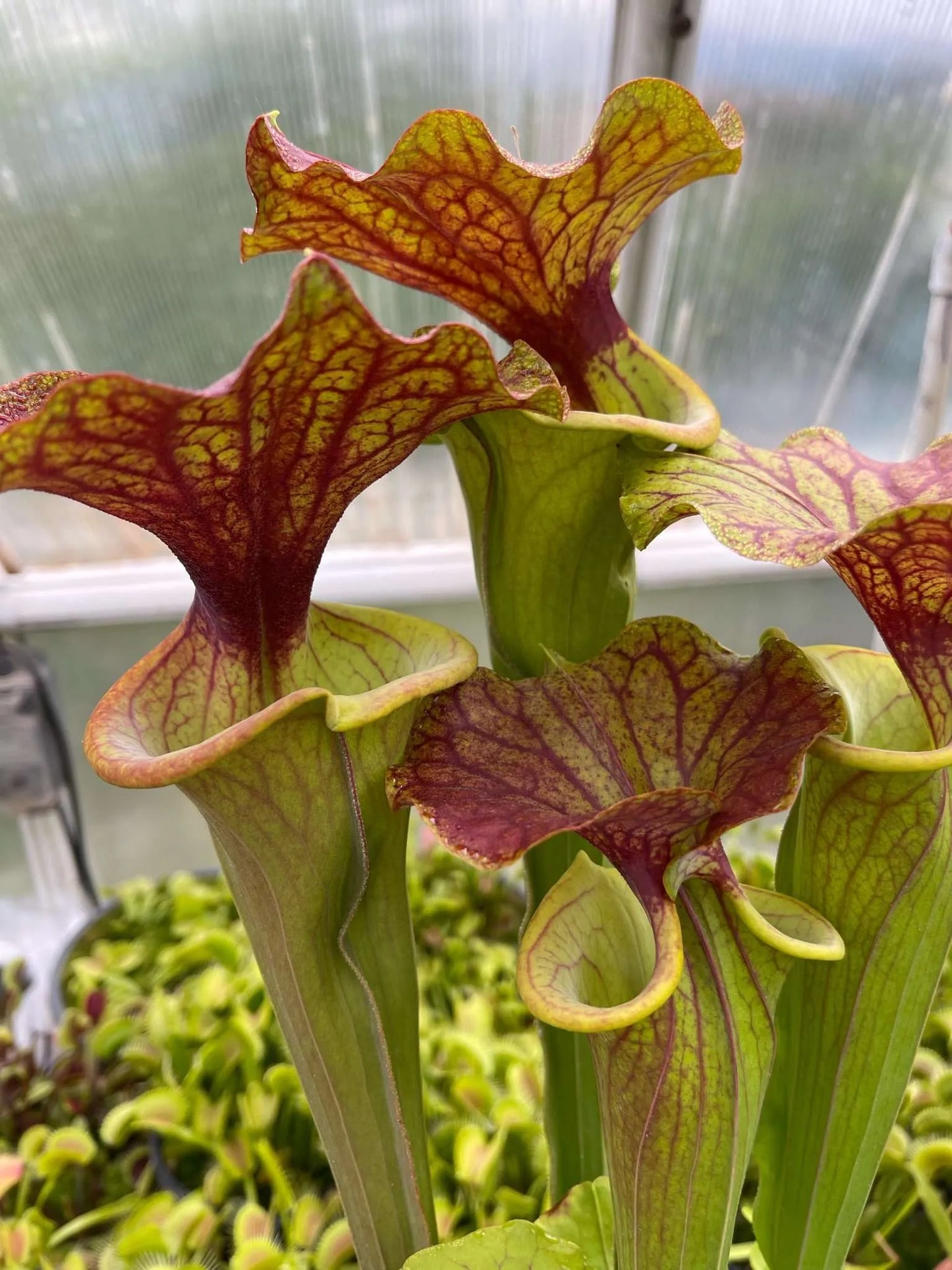 Sarracenia flava Huge Mouth lots of Color