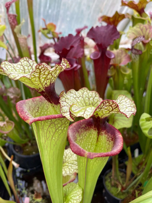 Sarracenia flava Copper Veins #2 Santa Rosa Co