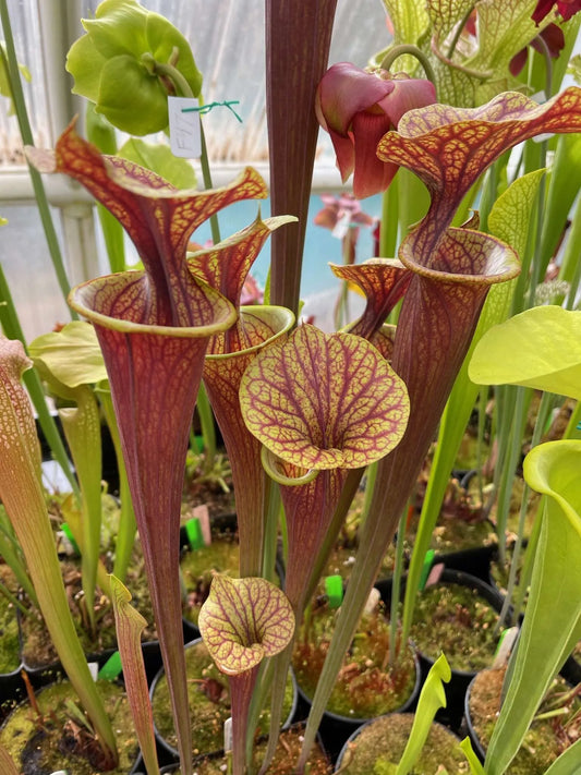 Sarracenia flava MK F47 var Ornata Heavy Vein Turning Red