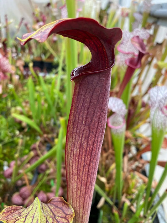Sarracenia alata LO6 red/black Gets Huge