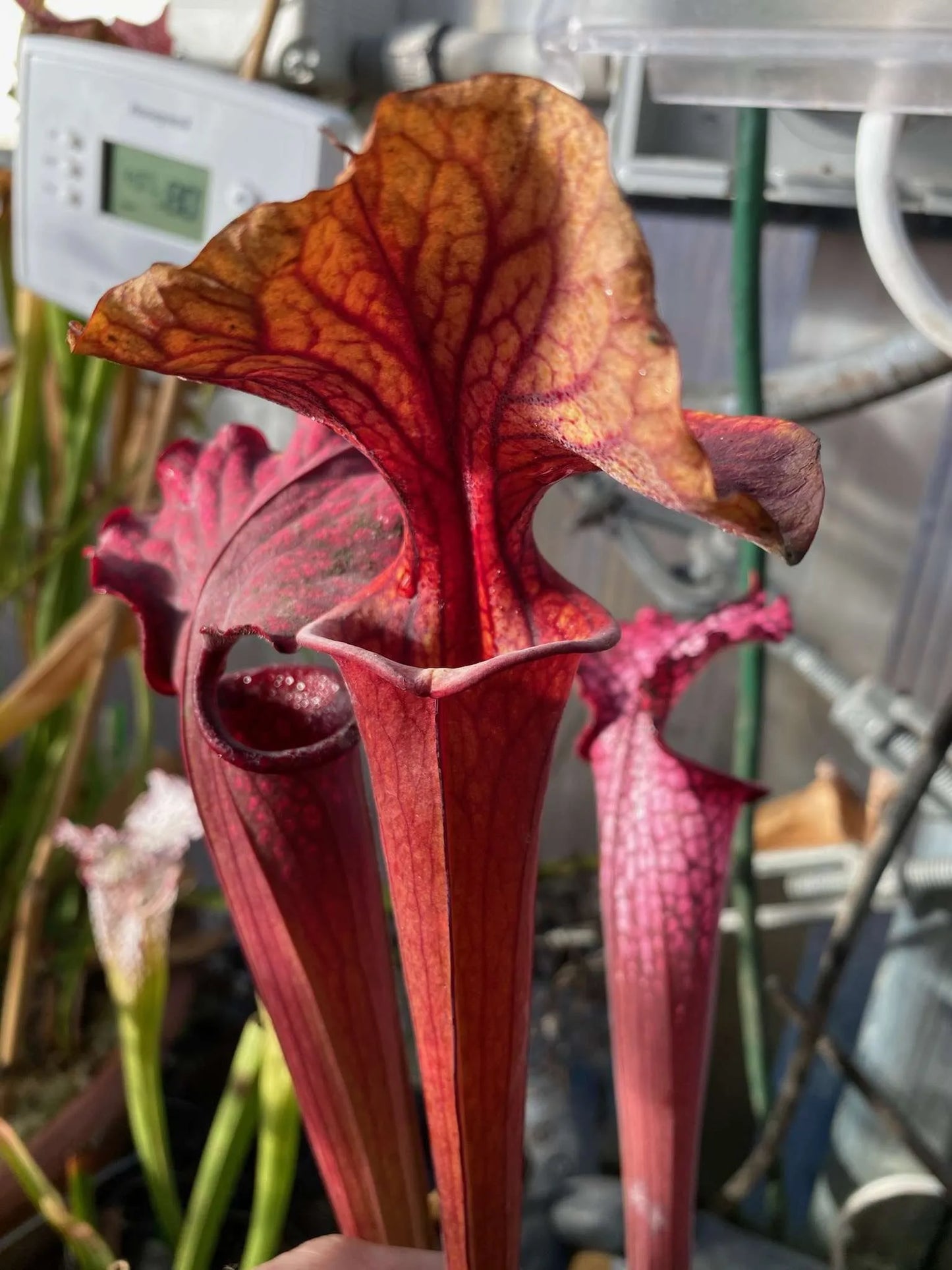 Sarracenia flava Dark Red/Yellow Top Liberty Co FL