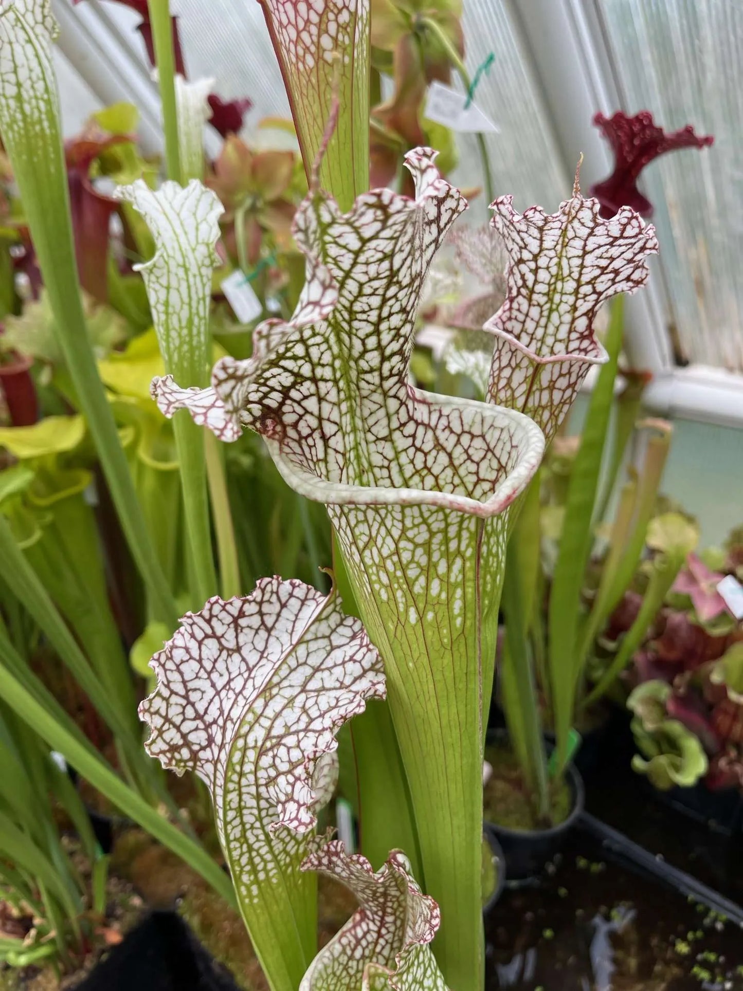 Sarracenia leucophylla Wilkerson Bog #1 Big Mouth
