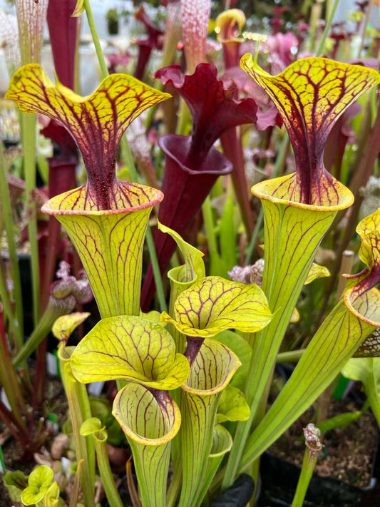 Sarracenia flava Cuprea x Waccamaw #26 Steve G.