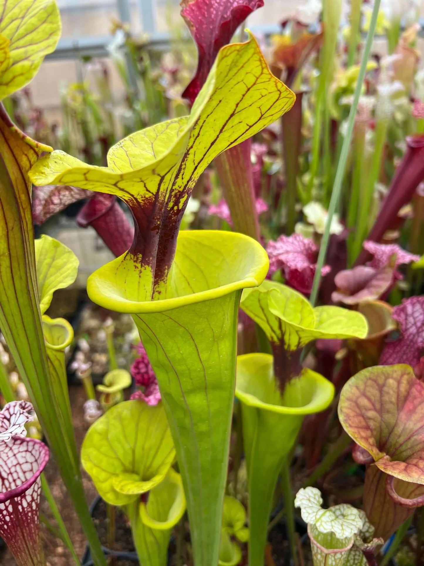 Sarracenia flava MK F199 var. ornata/var. rugelii intergrade, Geneva Botanical Gardens, Andrea Amici, 2004. Pitchers can be 12cm wide