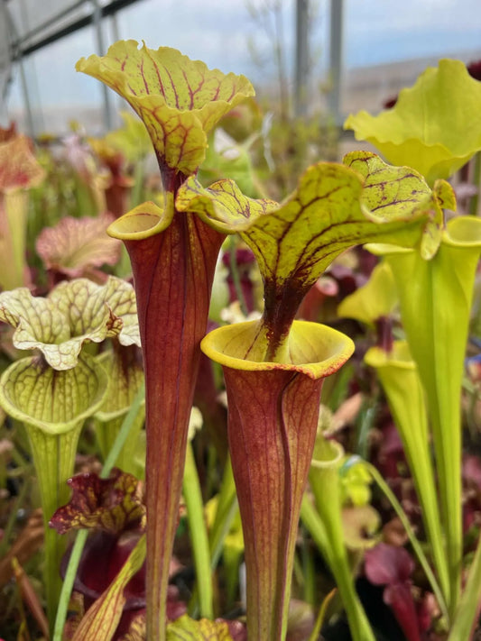 Sarracenia flava MK F26 rubricorpra "Burgandy"