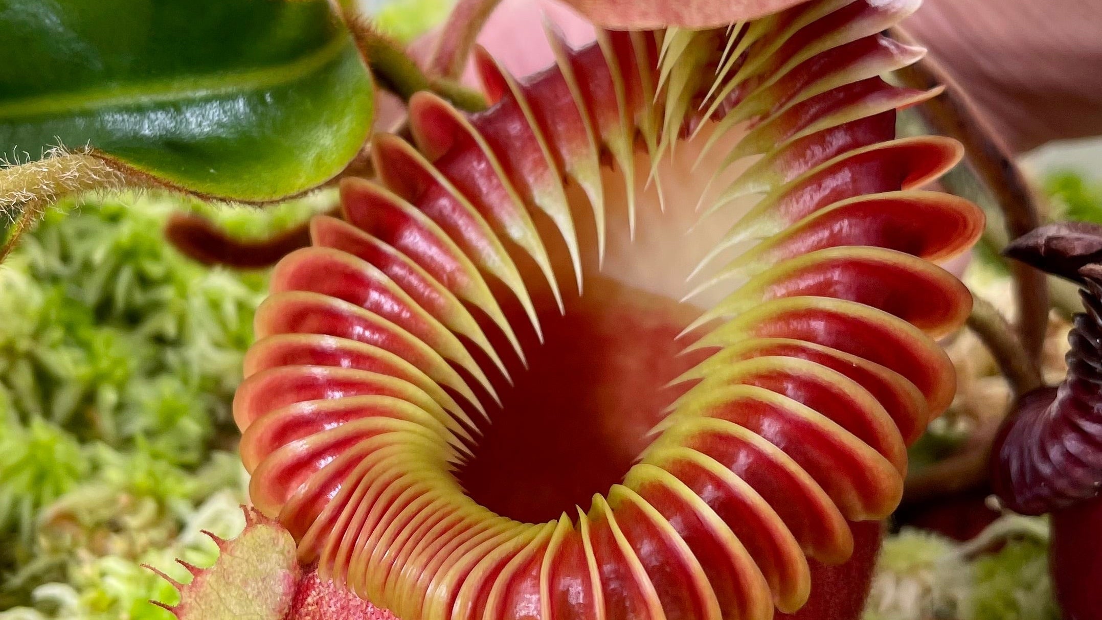 Nepenthes Carnivorous Plants Done Right
From Our Greenhouses to You - Shop Neps