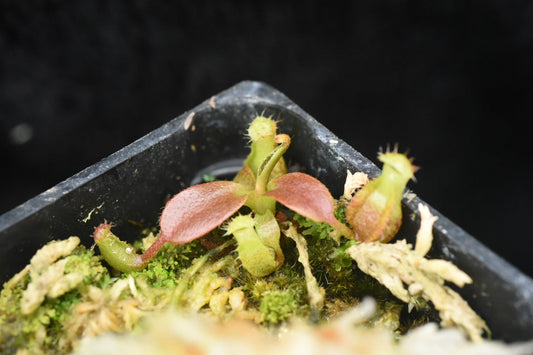 Nepenthes boschiana x villosa (Seed Grown)