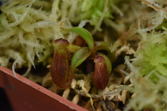 Nepenthes izumiae x villosa (Seed Grown)
