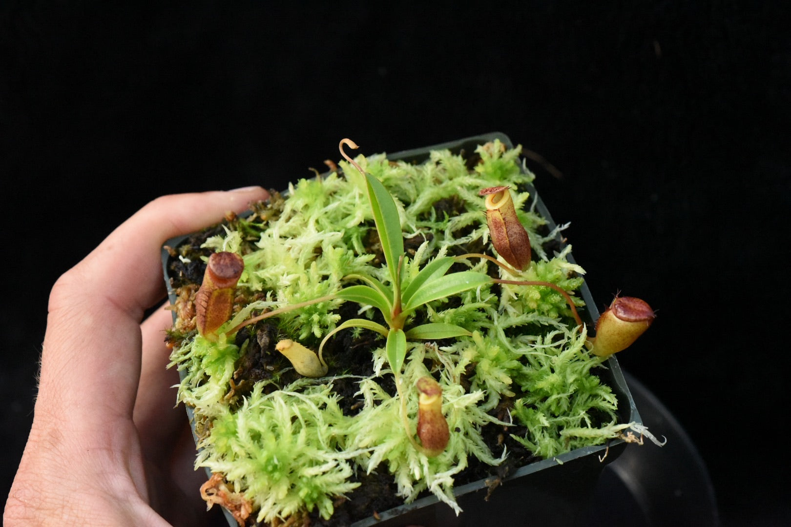 Nepenthes jamban (Seed Grown)