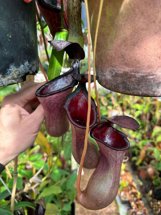 Nepenthes lowii x ventricosa #3 (Rooted Cutting)