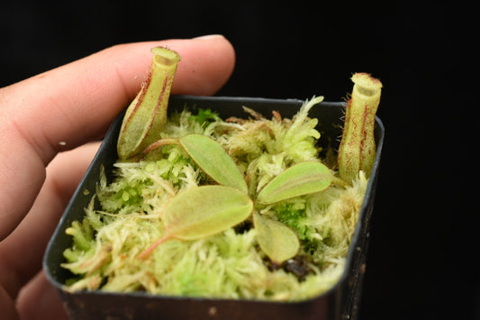 Nepenthes stenophylla, Mantapok 1300m (Seed Grown)