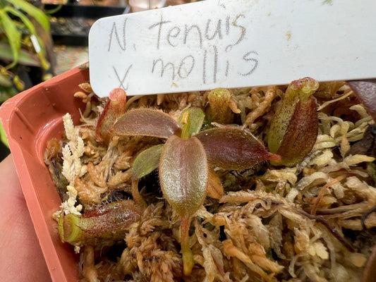Nepenthes tenuis x mollis (Seed Grown)