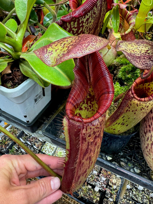 Nepenthes (truncata x ephippiata Giant) x mollis (Seed Grown)