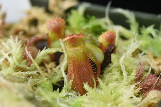 Nepenthes villosa x burkeii (Seed Grown)
