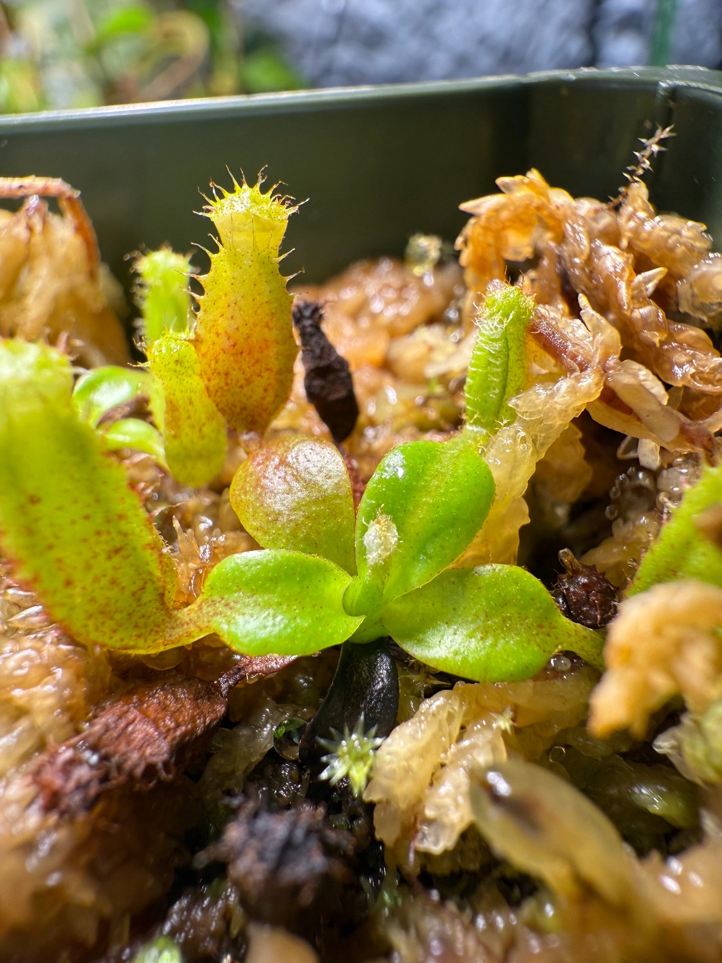 Nepenthes (villosa x rajah) x villosa (Seed Grown)