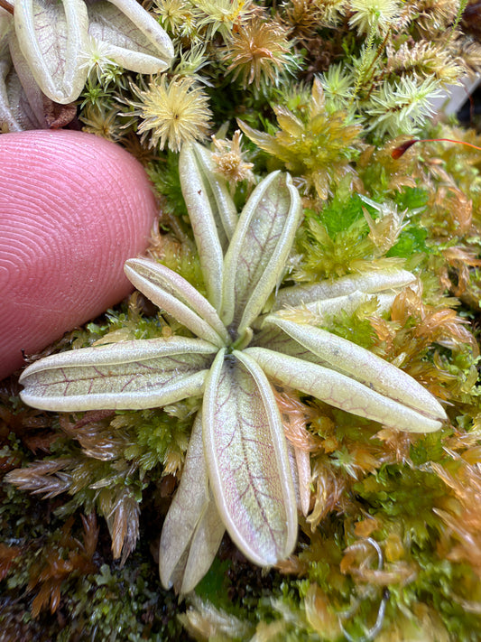 Pinguicula lusitanica pale butterwort