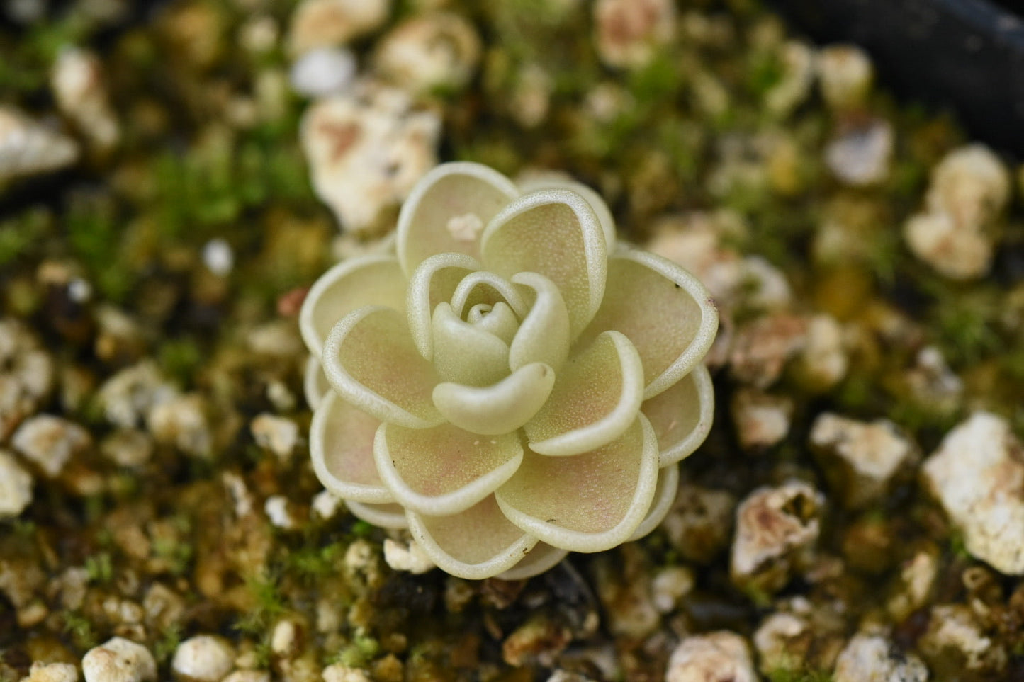 Pinguicula esseriana Yucca Do 1717