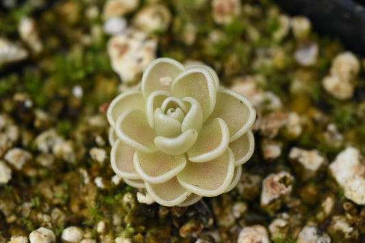 Pinguicula esseriana Yucca Do 1717