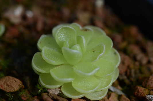 Pinguicula esseriana