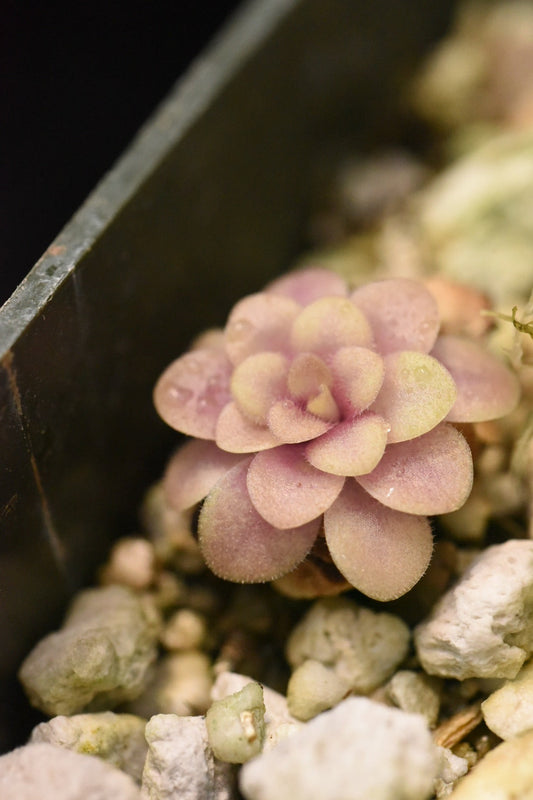 Pinguicula laueana Tangerine #1