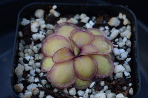 Pinguicula laueana x emarginata