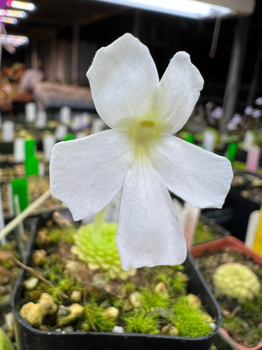 Pinguicula moranensis var. alba