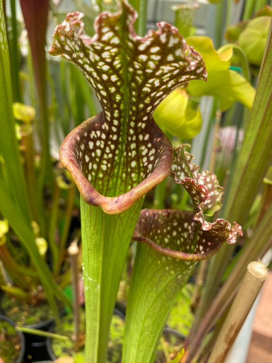 Sarracenia leucophylla Garçon Point A Sunbelle