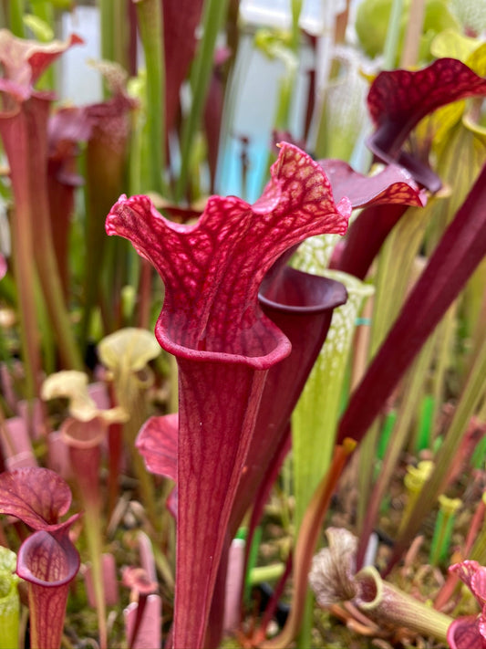 Sarracenia x Wizzleberry Toad x Saxapahaw