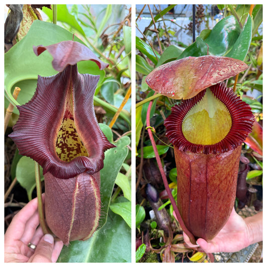 Nepenthes robcantleyi Q x (rajah x edwardsiana) 1 seed pack from Jeremiah's Plants