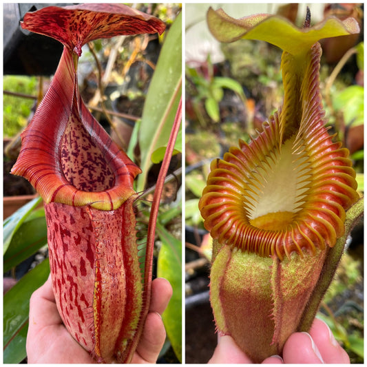 Seed - Nepenthes (adrianii x burbidgeae) x villosa #2