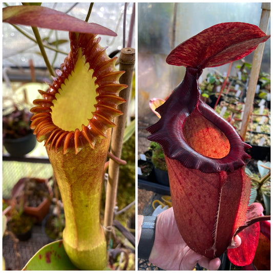 Seed - Nepenthes edwardsiana x Leviathan 8-2025