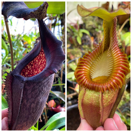 Seed - Nepenthes [eymae x (jacquelineae x izumiae)] x villosa #2