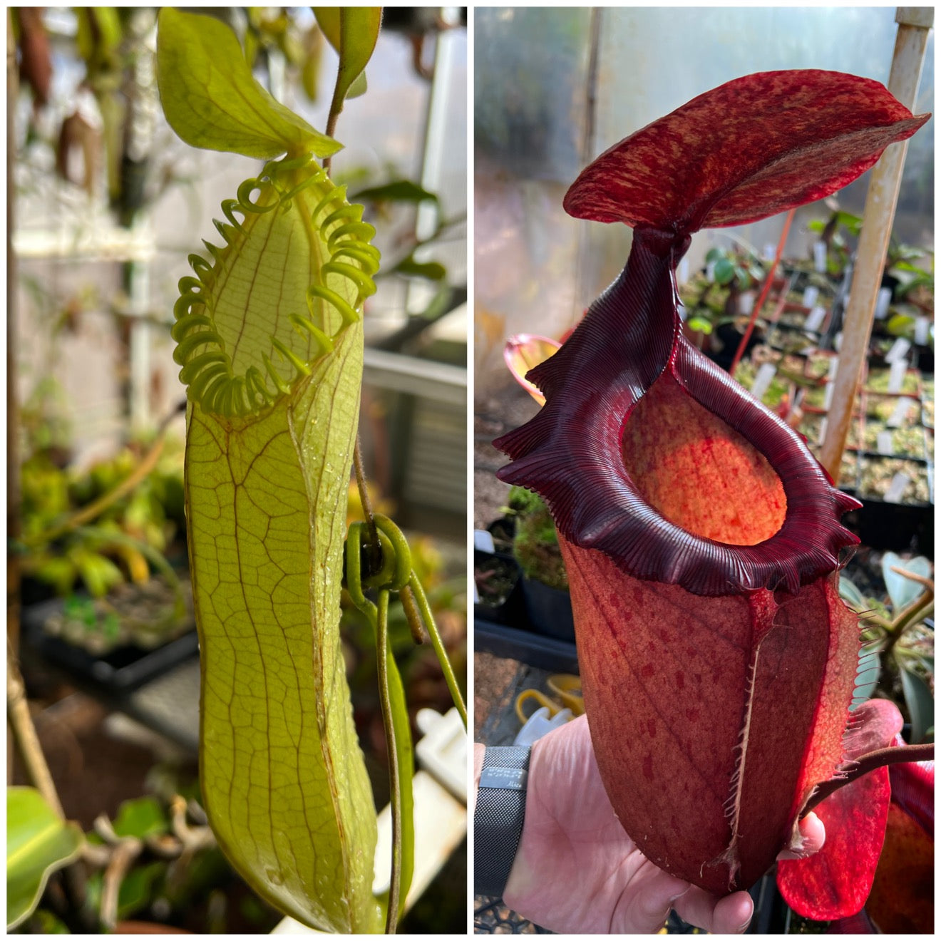 Seed - Nepenthes hamata AW 2 x Leviathan