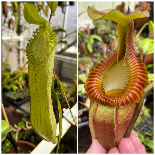 Seed - Nepenthes hamata AW 2 x villosa 2
