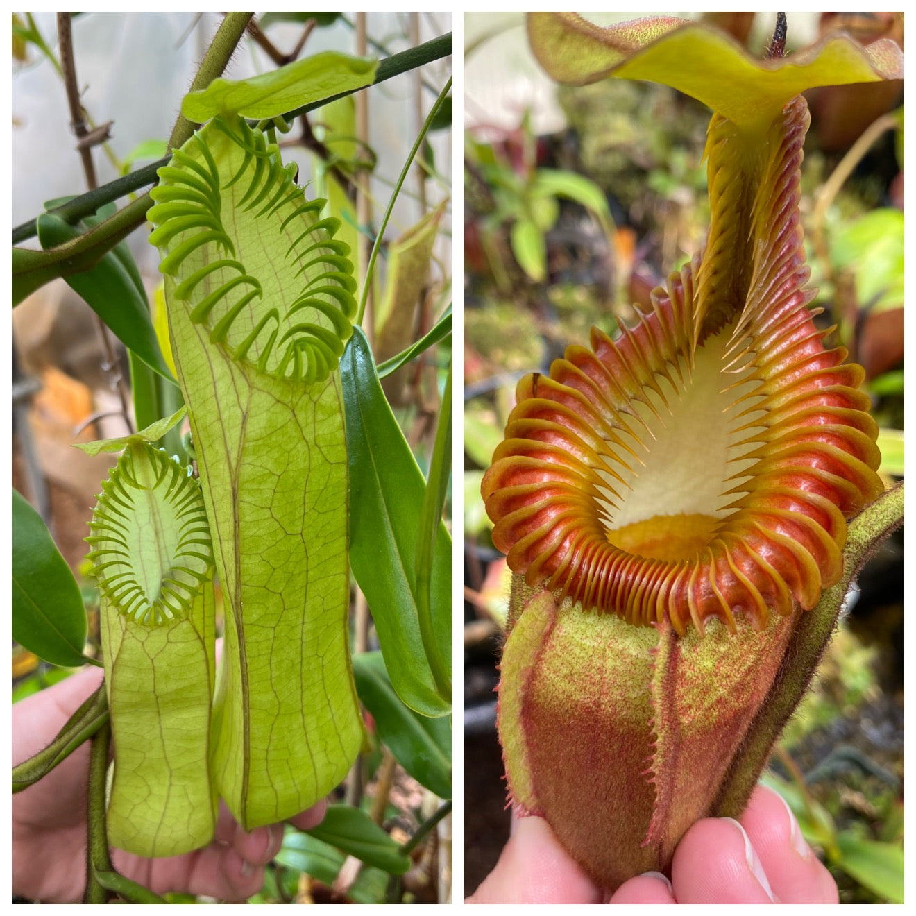 Seed - Nepenthes hamata Katapasa x villosa #2