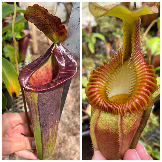 Seed - Nepenthes (jacquelineae x lowii) x villosa #2