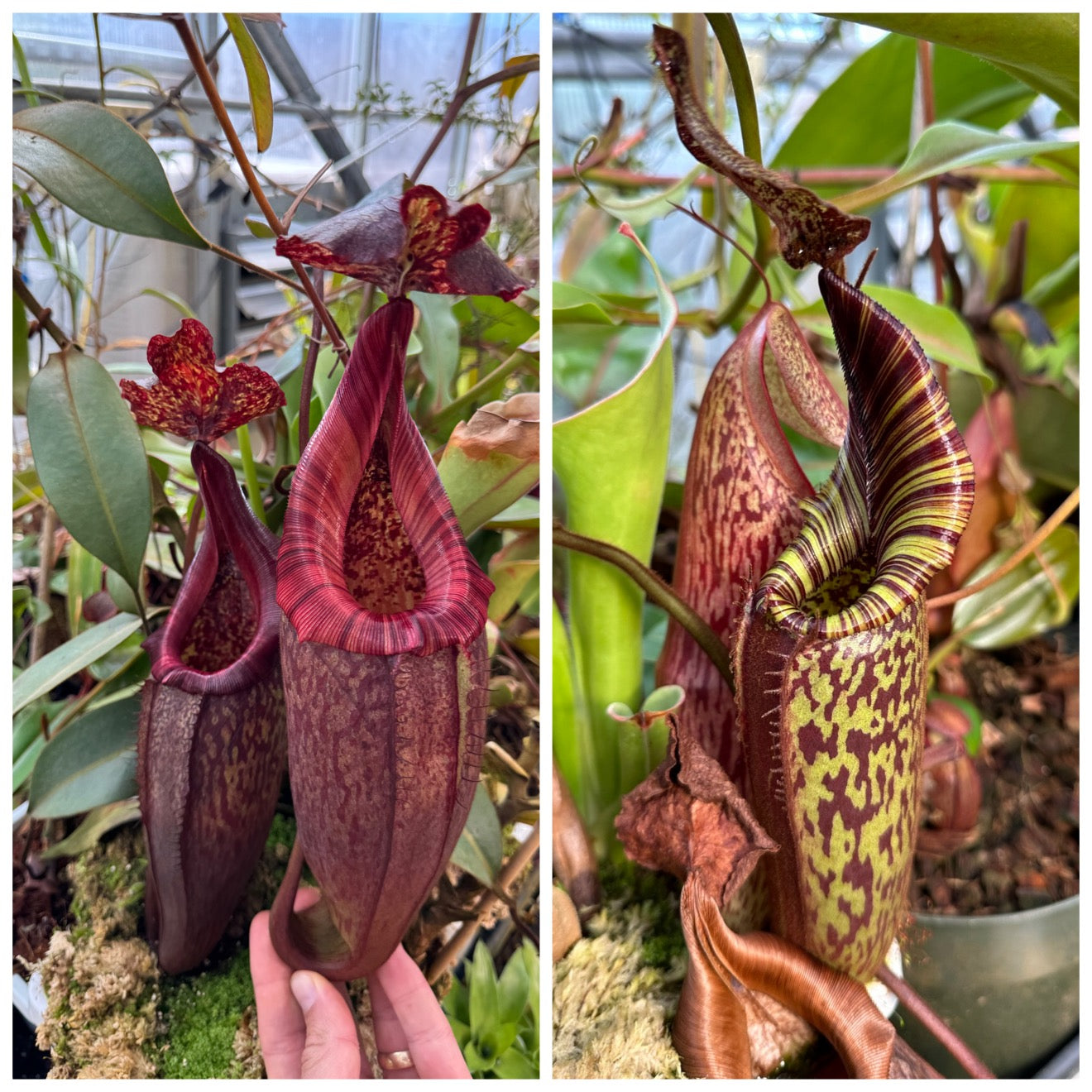 Seed - Nepenthes maxima Papua Red x mollis